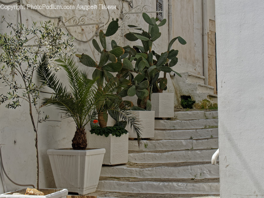 Flagstone, Plant, Tree, Wall, Pot
