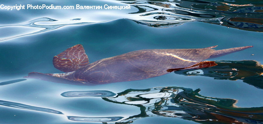 Art, Modern Art, Fish, Sea Life, Surgeonfish