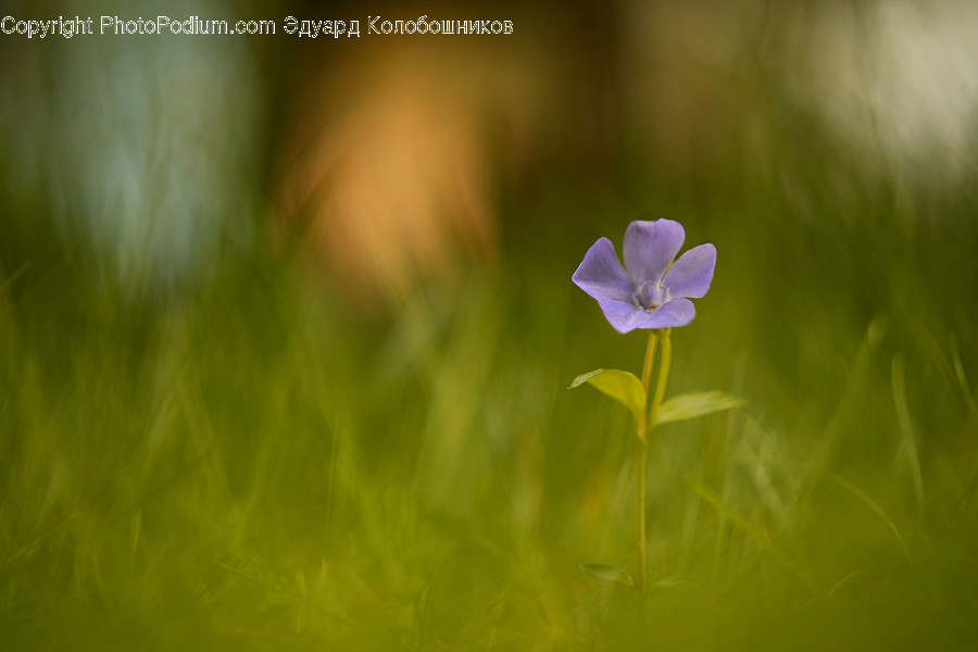Flower, Geranium, Plant, Blossom, Petal