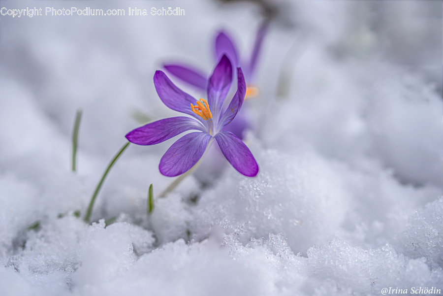 Plant, Flower, Geranium, Blossom, Pollen