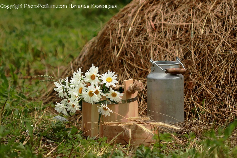 Tin, Plant, Can, Outdoors, Blossom