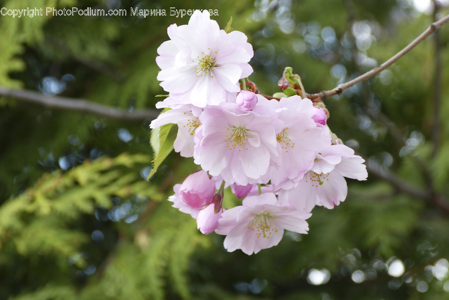 Plant, Blossom, Flower, Geranium, Pollen