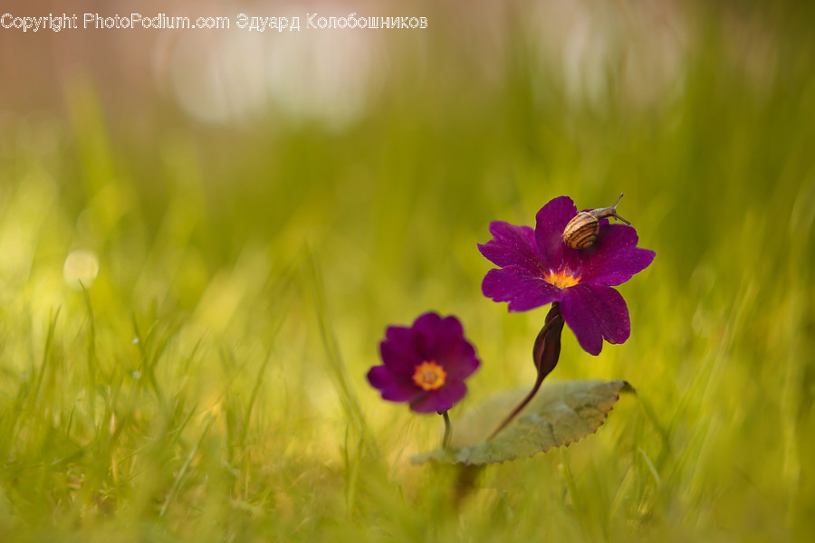 Blossom, Geranium, Plant, Flower, Honey Bee