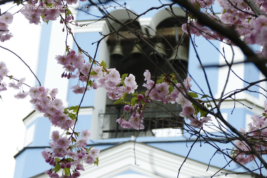 Plant, Flower, Blossom, Cherry Blossom, Animal