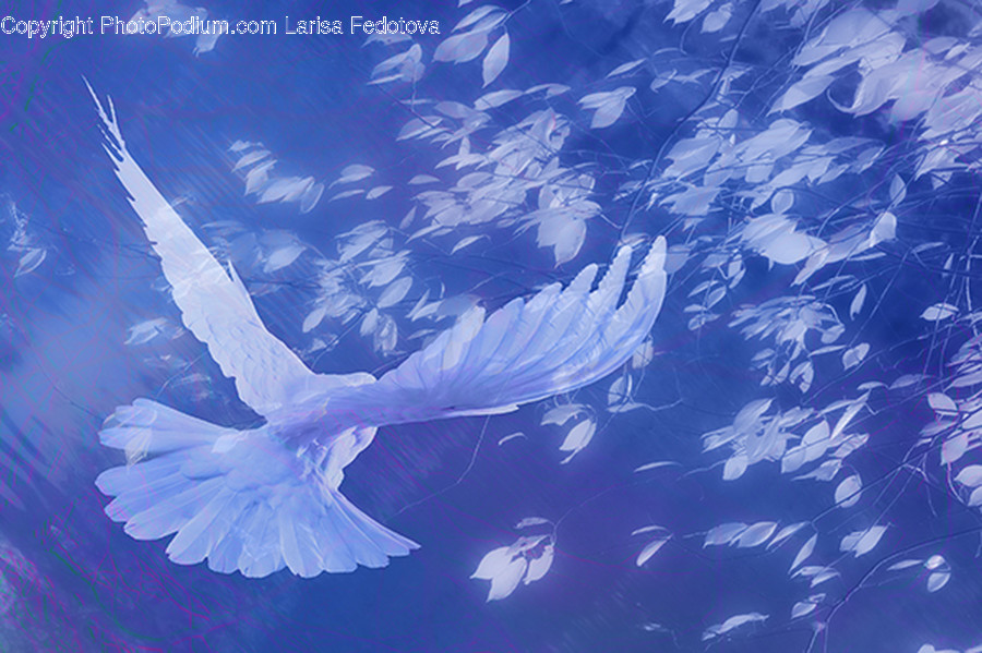 Nature, Outdoors, Ice, Animal, Bird