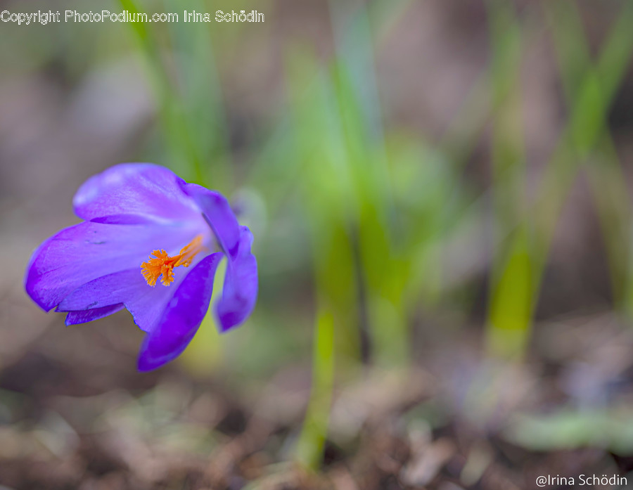 Plant, Flower, Blossom, Geranium, Crocus