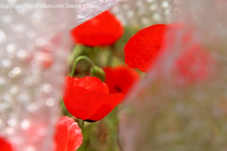 Plant, Blossom, Flower, Poppy, Geranium