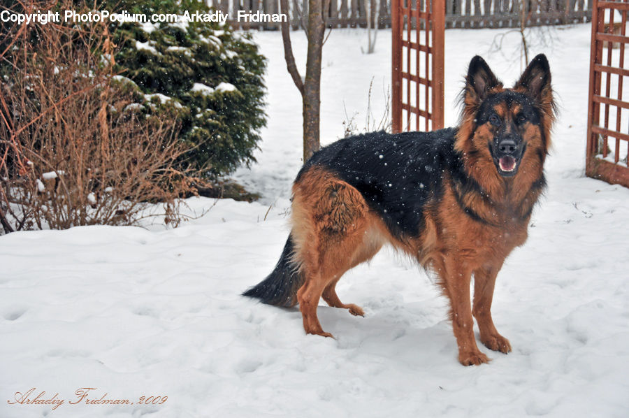 Animal, Canine, Dog, German Shepherd, Mammal, Pet, Collie