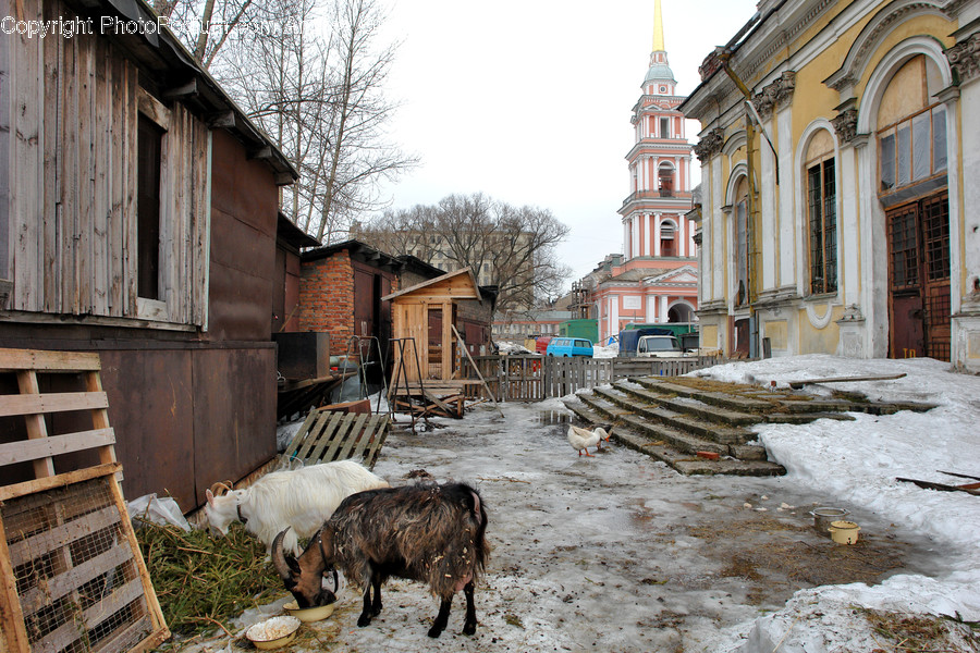 Animal, Mammal, Sheep, Goat, Nature