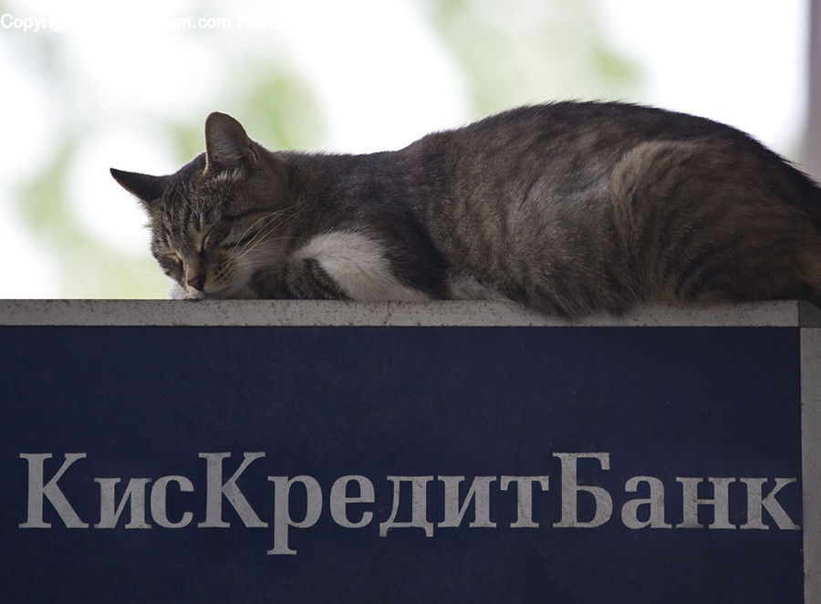 Animal, Cat, Mammal, Pet, Manx, Abyssinian