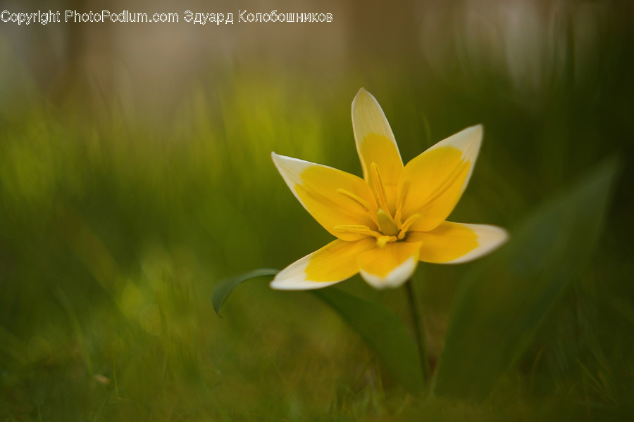 Plant, Flower, Blossom, Lily, Daffodil