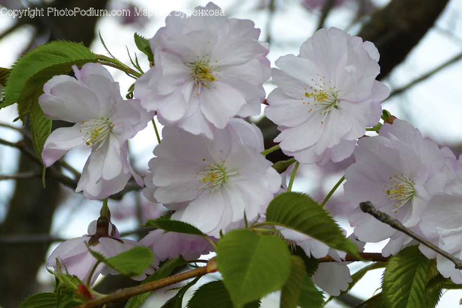 Plant, Blossom, Flower, Pollen, Geranium