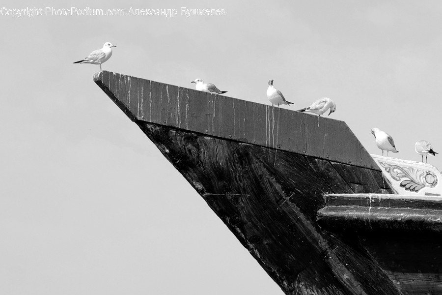 Animal, Bird, Waterfowl, Heron, Ardeidae
