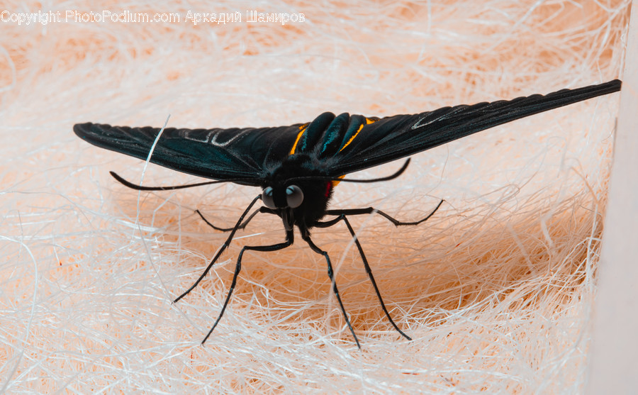 Invertebrate, Insect, Animal, Cricket Insect, Butterfly