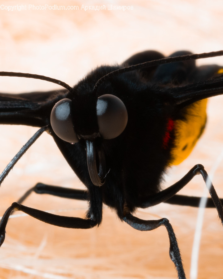 Invertebrate, Bee, Insect, Andrena, Animal