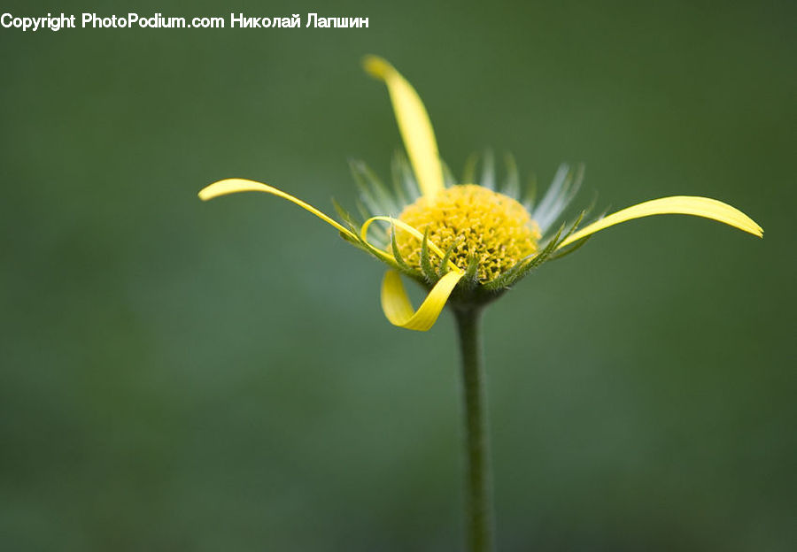 Plant, Weed, Asteraceae, Blossom, Flora, Flower, Daisies