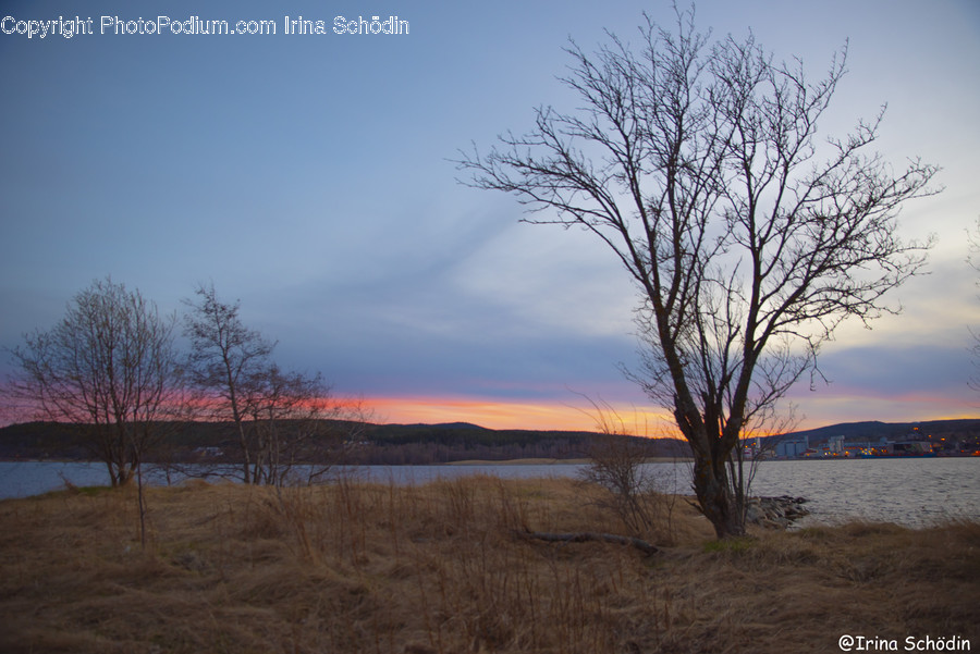 Nature, Outdoors, Plant, Tree, Sky