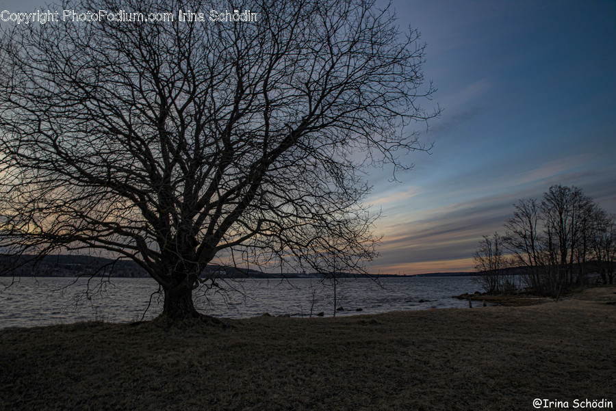 Plant, Tree, Tree Trunk, Outdoors