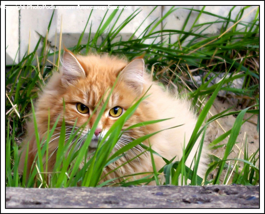 Adorable, Animal, Cat, Kitten, Mammal, Pet, Abyssinian
