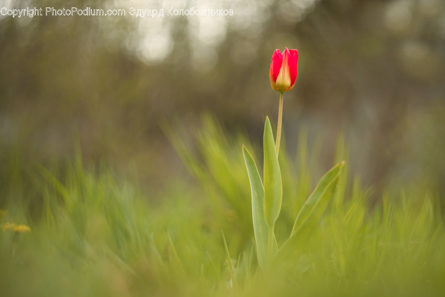 Plant, Flower, Blossom, Tulip, Grass