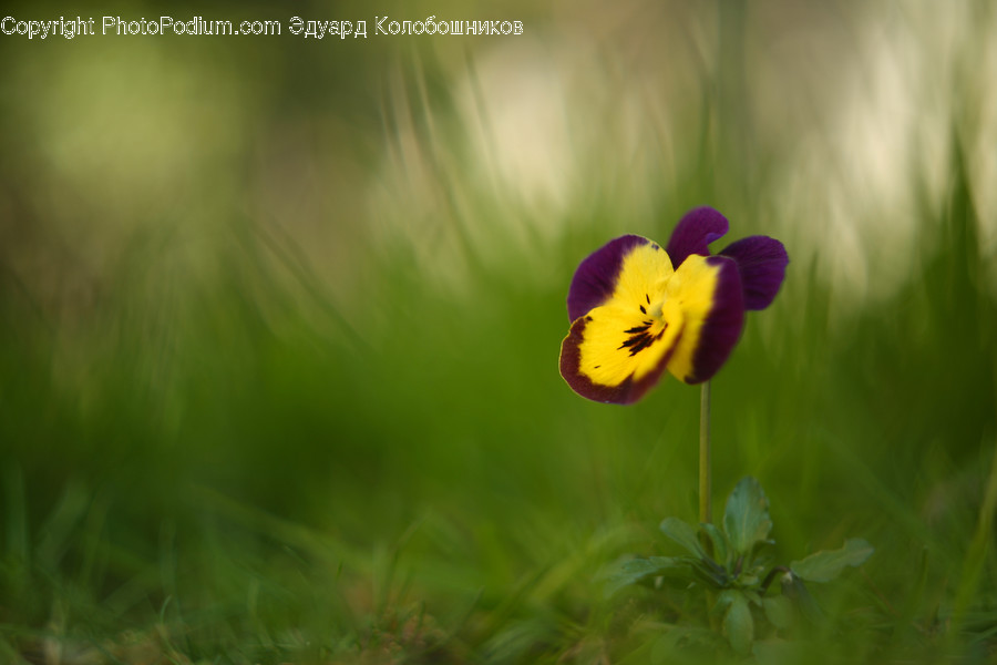 Plant, Blossom, Flower, Geranium, Pansy