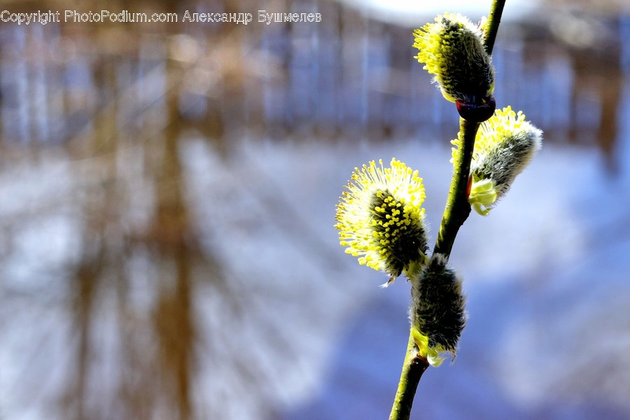 Plant, Pollen, Blossom, Flower