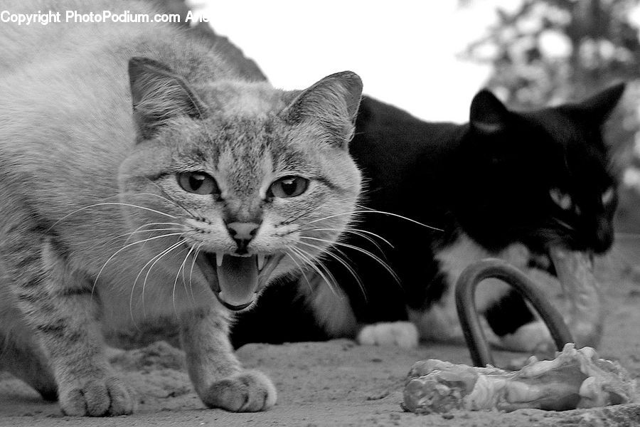 Animal, Adorable, Cat, Mammal, Manx, Pet, Abyssinian