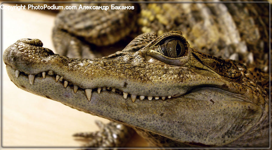 Alligator, Crocodile, Reptile