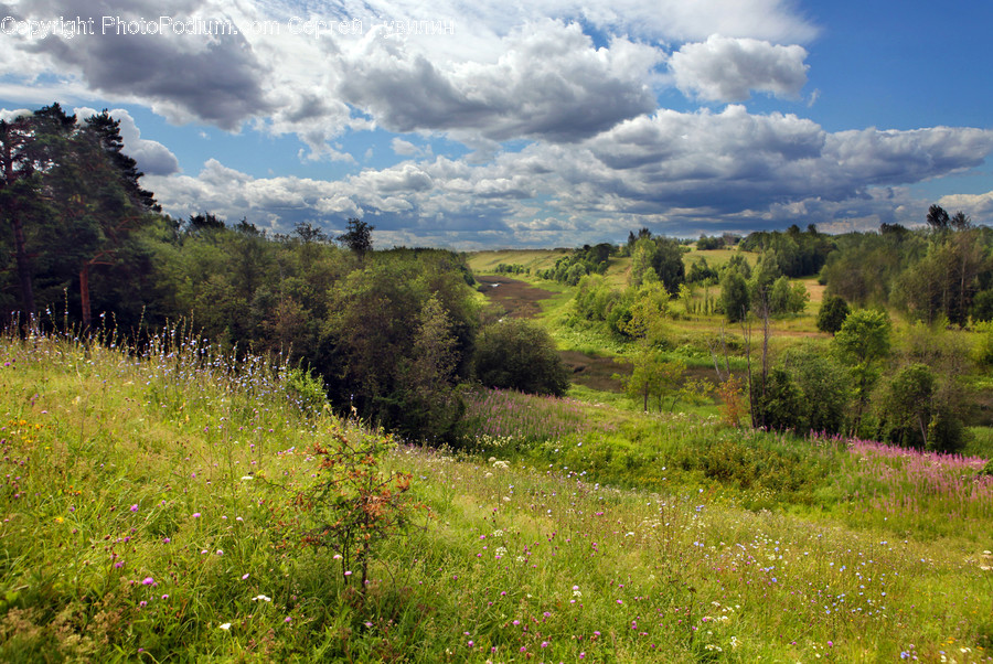 Field, Grassland, Outdoors, Nature, Farm