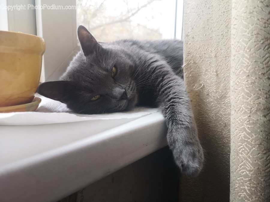 Pet, Cat, Mammal, Animal, Home Decor
