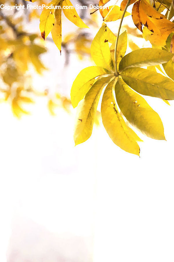 Blossom, Flora, Flower, Plant, Leaf, Birch, Tree