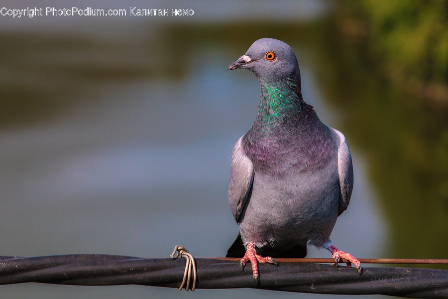 Bird, Animal, Pigeon, Dove