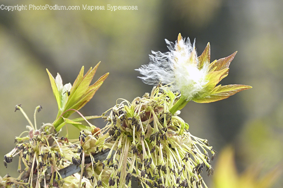 Plant, Flower, Blossom, Sprout, Bud