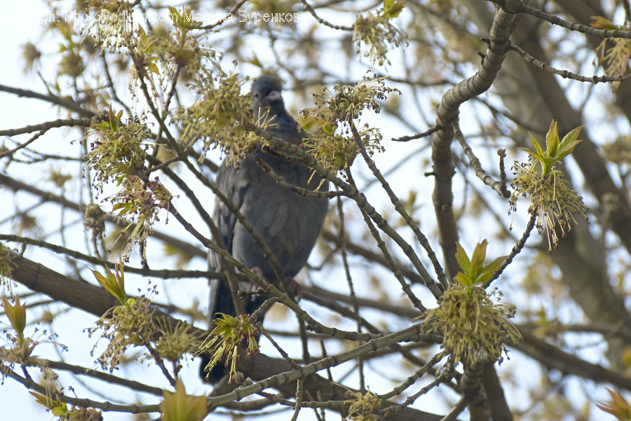 Bird, Accipiter, Animal, Plant, Tree