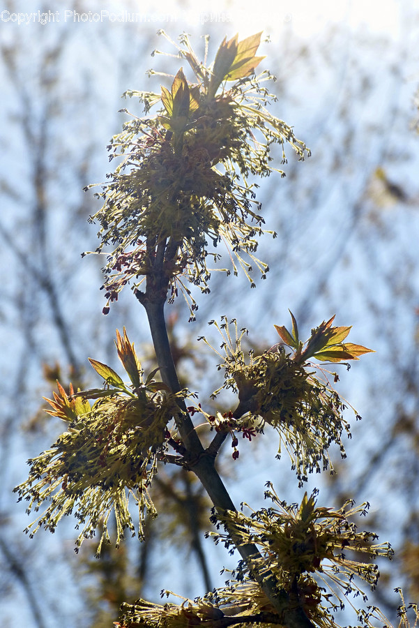 Plant, Leaf, Tree, Animal, Flare
