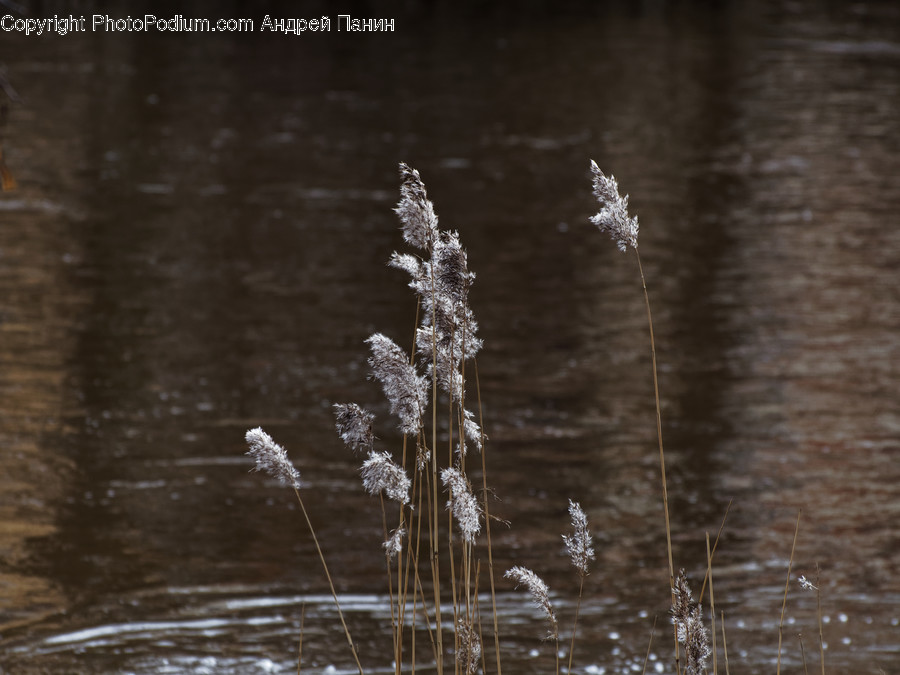 Plant, Grass, Lawn, Reed