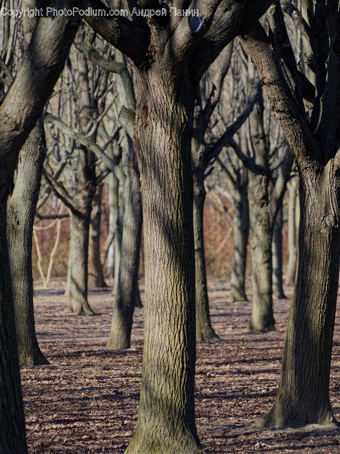 Tree, Plant, Tree Trunk, Animal, Elephant