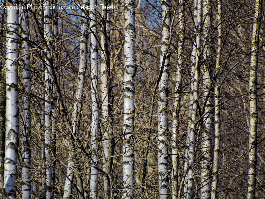 Tree, Plant, Birch, Tree Trunk