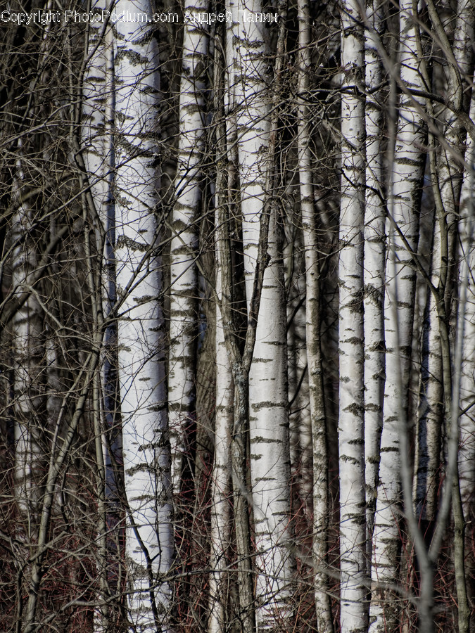 Tree, Plant, Tree Trunk, Birch