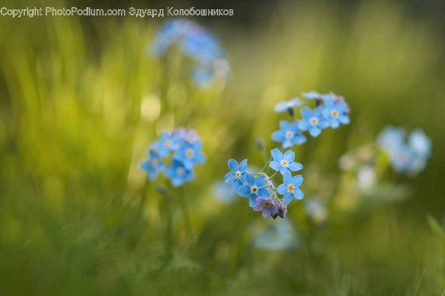 Plant, Geranium, Blossom, Flower, Pollen