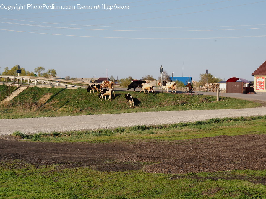 Mammal, Cattle, Cow, Animal, Outdoors