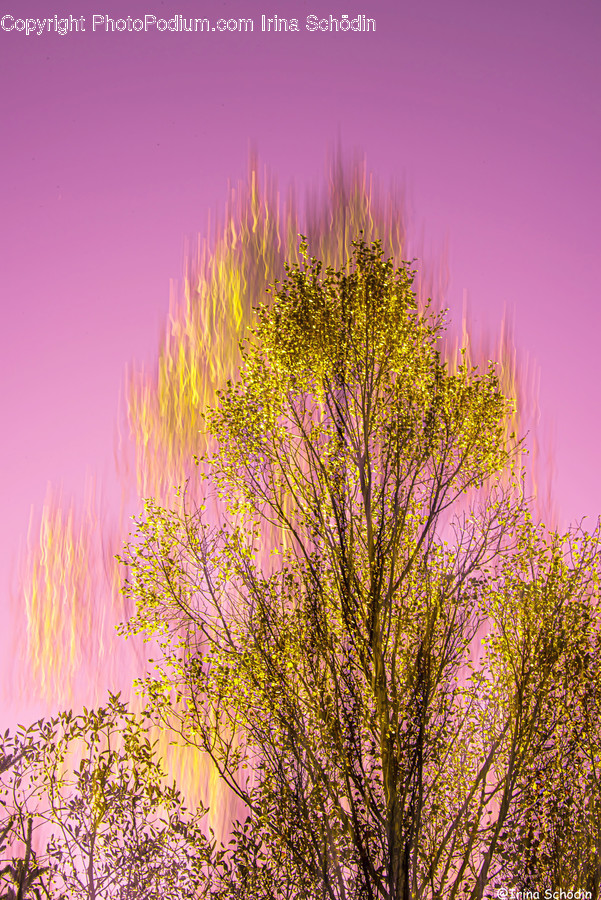 Vegetation, Plant, Bush, Outdoors, Nature
