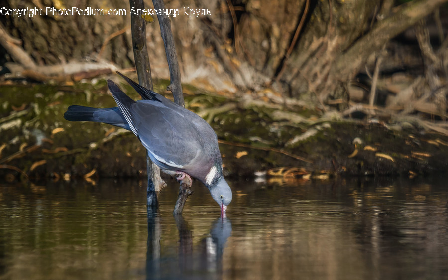 Animal, Bird, Jay, Blue Jay, Stork