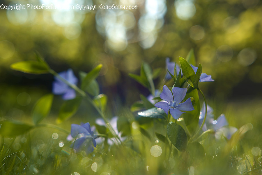 Plant, Geranium, Blossom, Flower, Petal