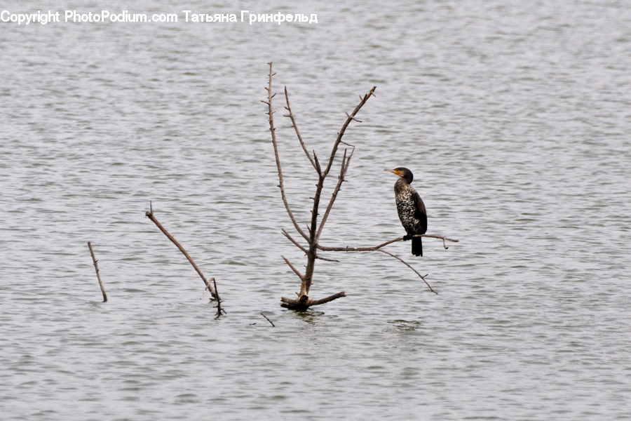 Bird, Cormorant, Waterfowl