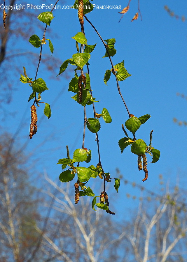 Plant, Leaf, Veins, Bird, Animal