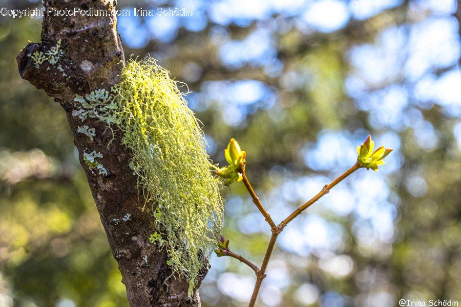 Plant, Moss, Tree, Pollen, Flower