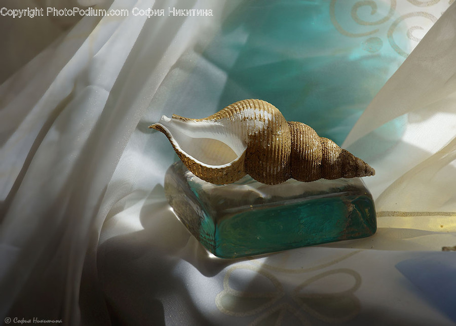 Sea Life, Animal, Seashell, Invertebrate, Reptile