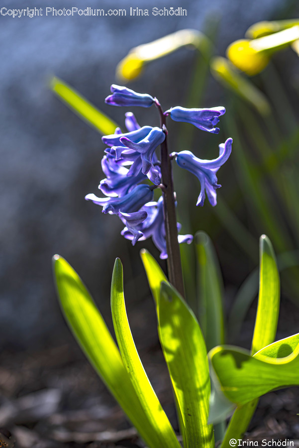 Plant, Flower, Blossom, Amaryllidaceae, Iris
