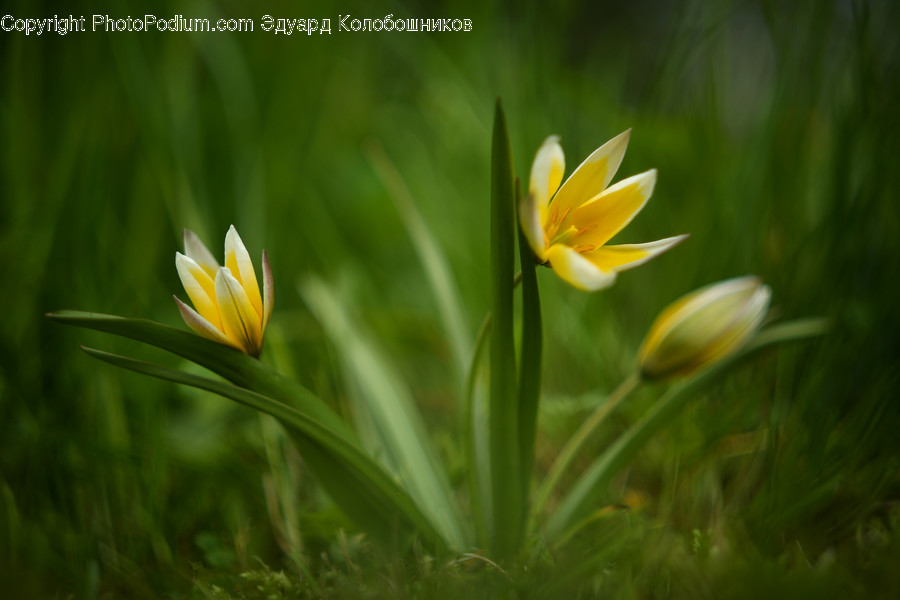 Plant, Flower, Blossom, Lily, Pond Lily